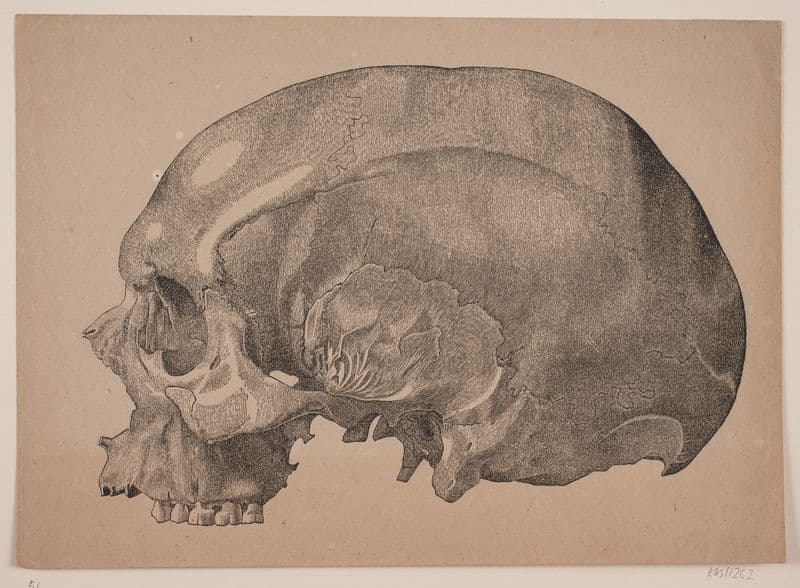 Kranium (1837 – 1838) as a canvas print