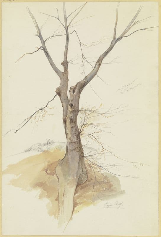 Leafless tree as a canvas print