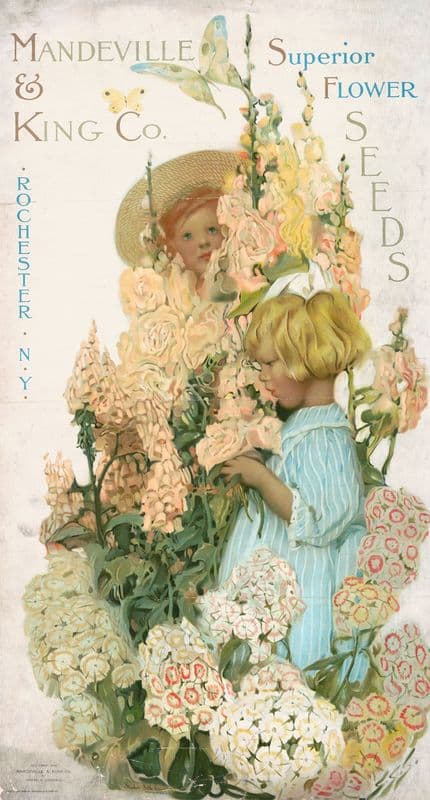 Mandeville & King Co., superior flower seeds as a canvas print
