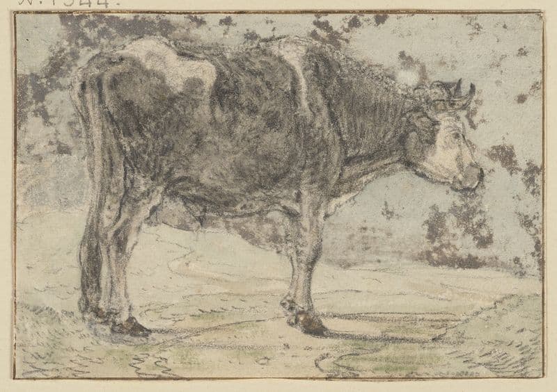 Nach rechts stehender Ochse, schwarz und weiß gefleckt as a canvas print