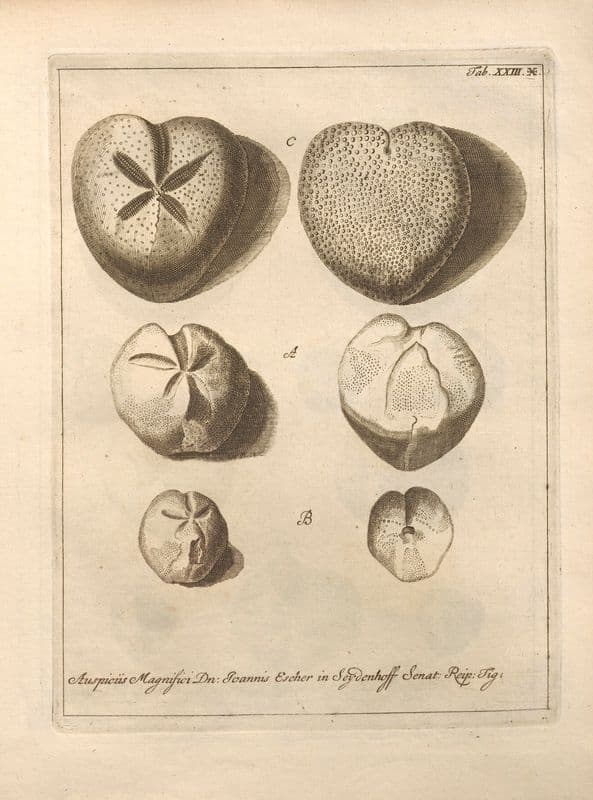 Naturalis Dispositio Echinodermatum (Natural Arrangement of Echinoderms) Pl.24 as a canvas print
