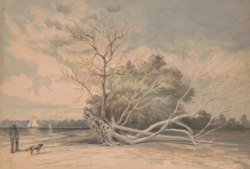 Near Timber Creek, Jersey shore as a canvas print