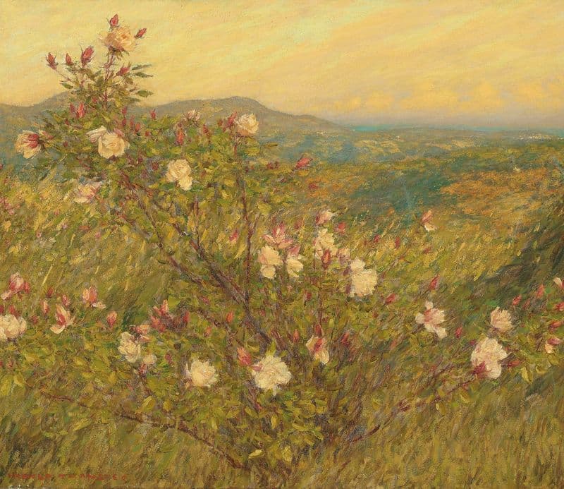 Neglected roses, Provence as a canvas print