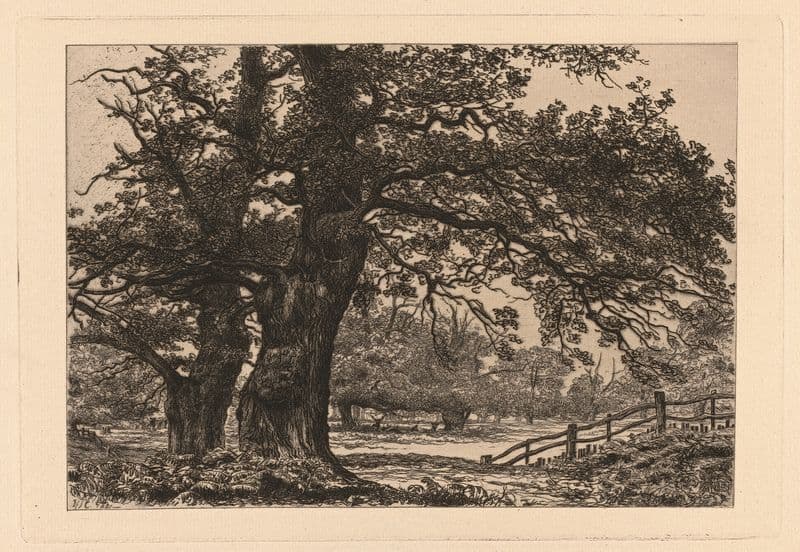 Oaks in Sherwood Forest as a canvas print