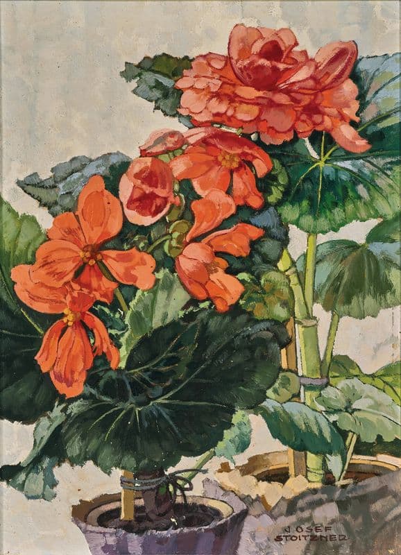Orange Begonien as a canvas print