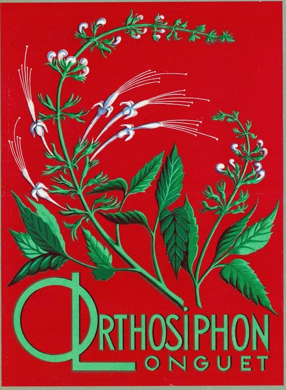 Orthosiphon Longuet (1910-1950) as a canvas print