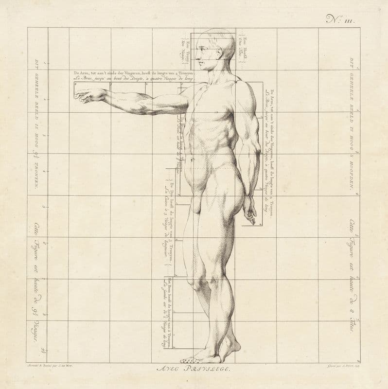 Proportional study of a man’s body as a canvas print