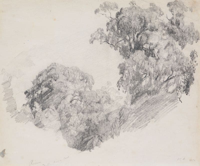 Rimu, Taranaki as a canvas print