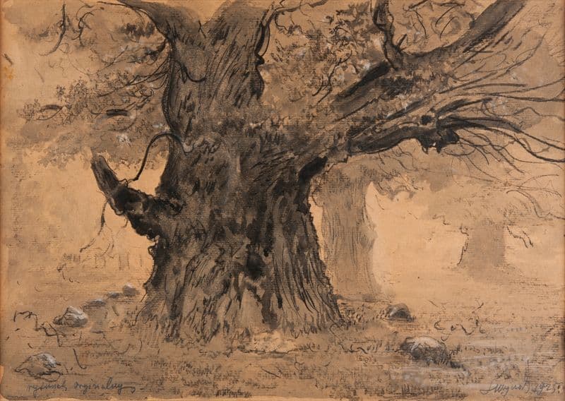 Rogalin Oaks as a canvas print