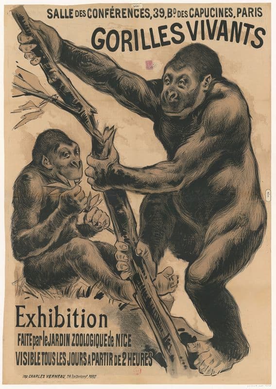 Salle des conférences, 39, Bd des Capucines, Paris. Gorilles vivants. Exhibition faite par le jardin zoologique de Nice as a canvas print