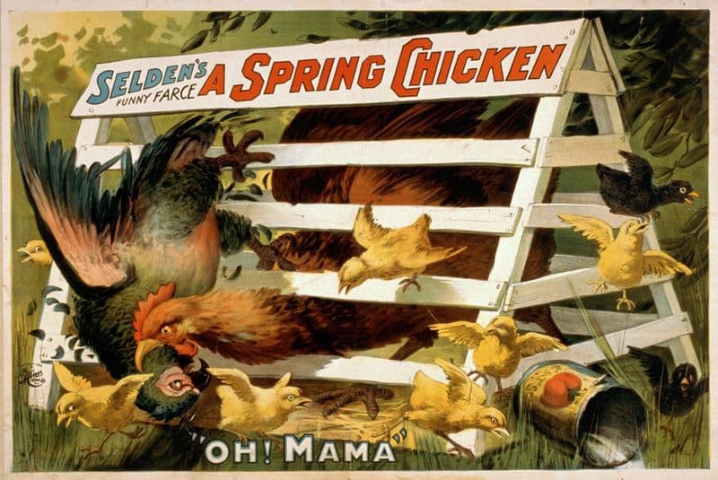 Selden’s funny farce, A spring chicken as a canvas print