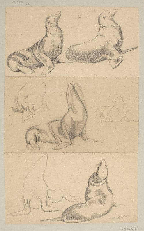 Seven Studies of Seals as a canvas print