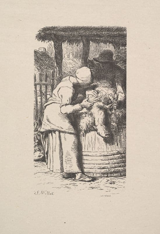 Sheepshearing as a canvas print