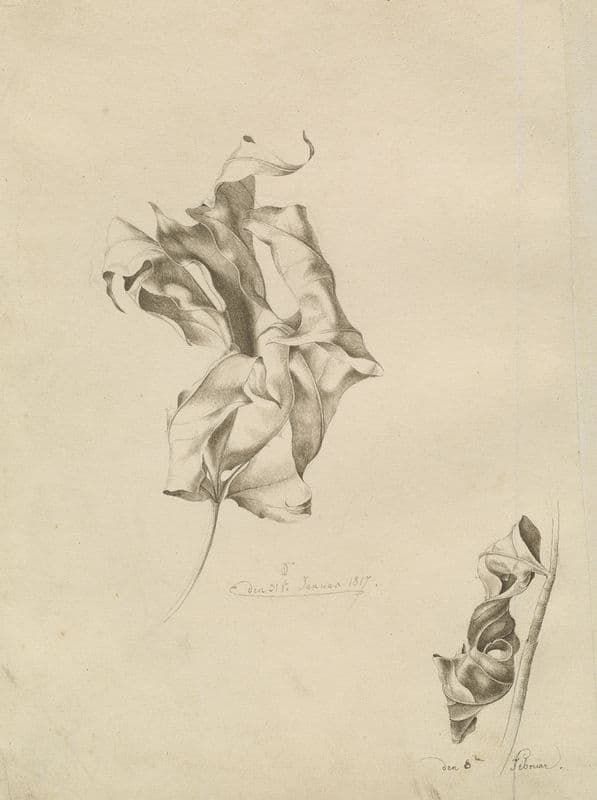 Shriveled Leaves as a canvas print