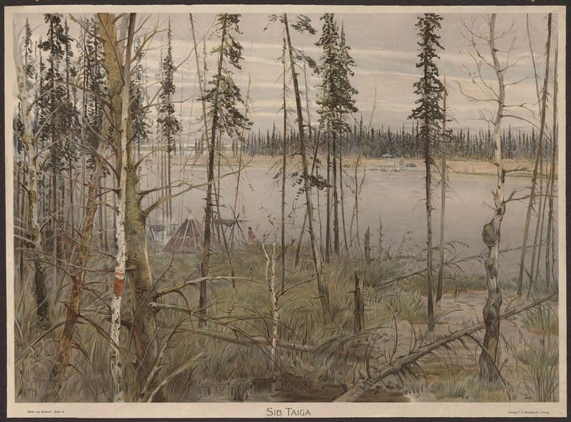 Sib. Taiga as a canvas print