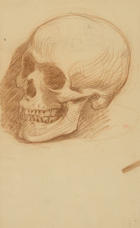 Skull Study as a canvas print
