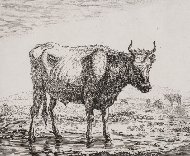 Stående ko ved vandhul (1820 – 1821) as a canvas print