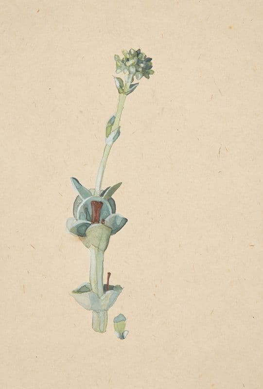 Studie af en blomst (1920-1924) as a canvas print