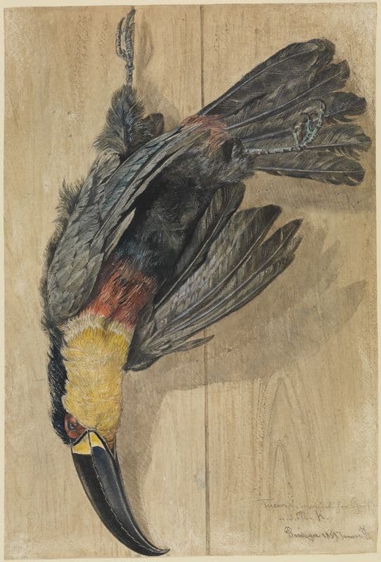 Studie eines toten Tukan-Vogels as a canvas print