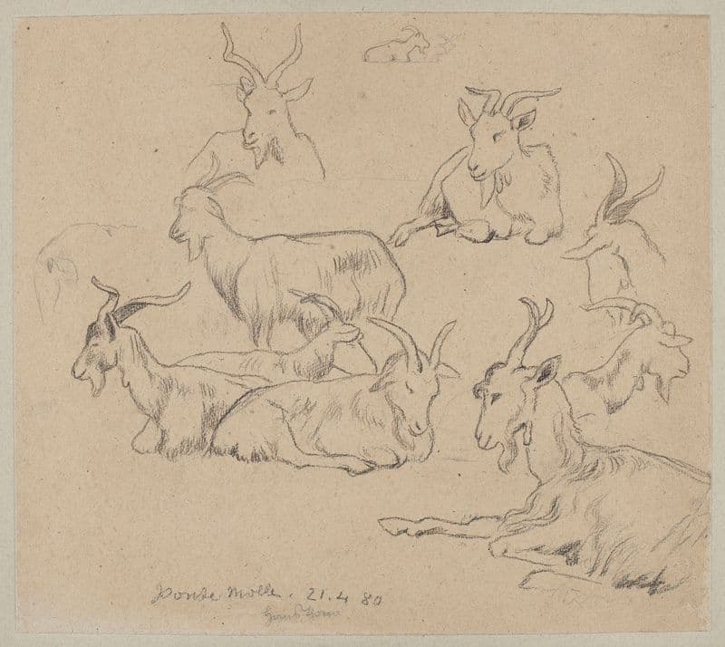 Studies of Goats as a canvas print