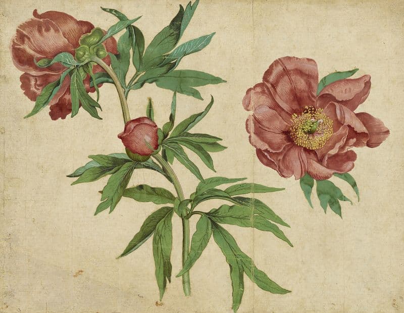Studies of Peonies (about 1472–1473) as a canvas print