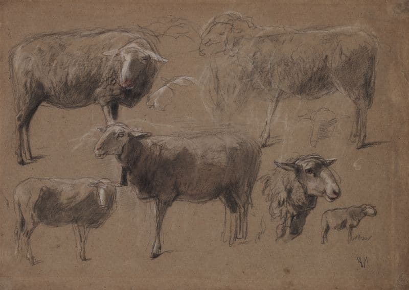 Studies of Sheep (second half 1800s) as a canvas print