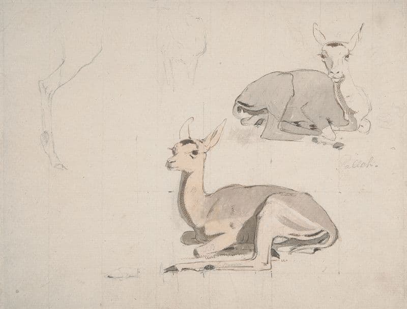 Studies of Young Pallah Deer Resting (ca. 1802) as a canvas print