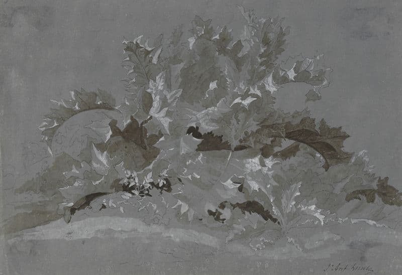 Study of Weeds (1800-1850) as a canvas print
