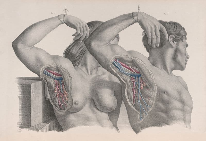 Surgical anatomy Pl.10 as a canvas print