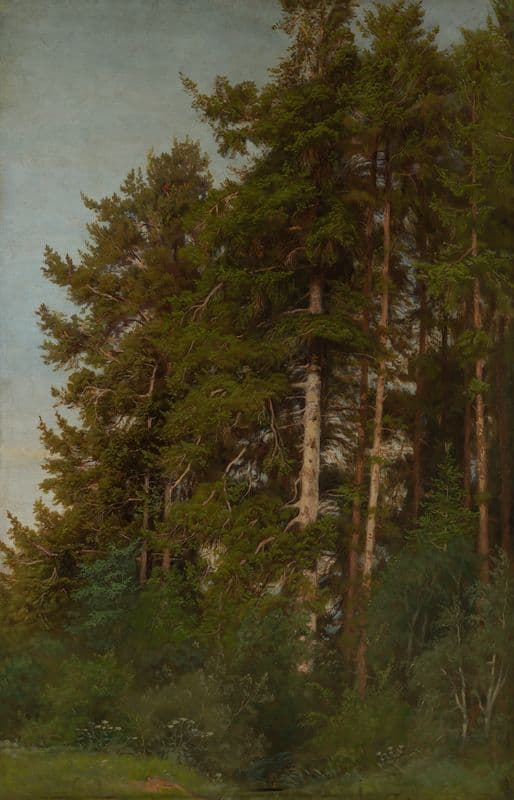 Tannen und Unterholz (ca 1860) as a canvas print