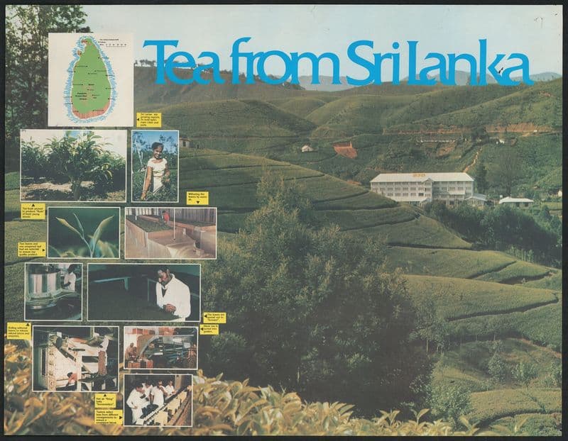 Tea from Sri Lanka as a canvas print