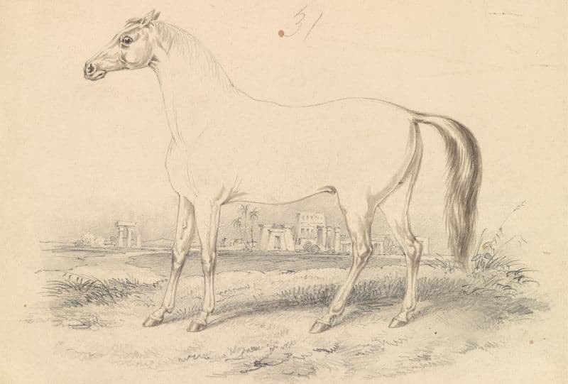 The Dongola Horse as a canvas print
