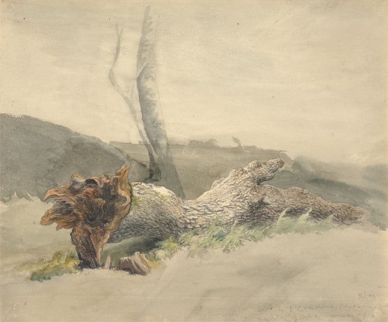 The Fallen Tree as a canvas print