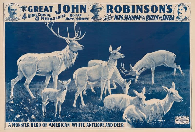 The great John Robinson’s 4 ring circus… A monster herd of American white antelope and deer as a canvas print