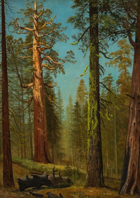 The Grizzly Giant Sequoia, Mariposa Grove, California (circa 1872-1873) as a canvas print