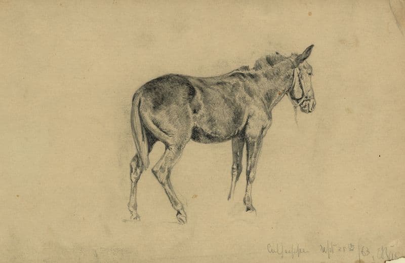 The meditative mule as a canvas print