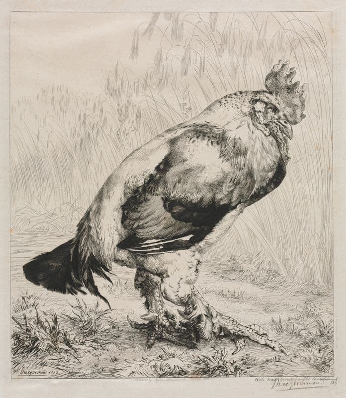 The Old Cock as a canvas print
