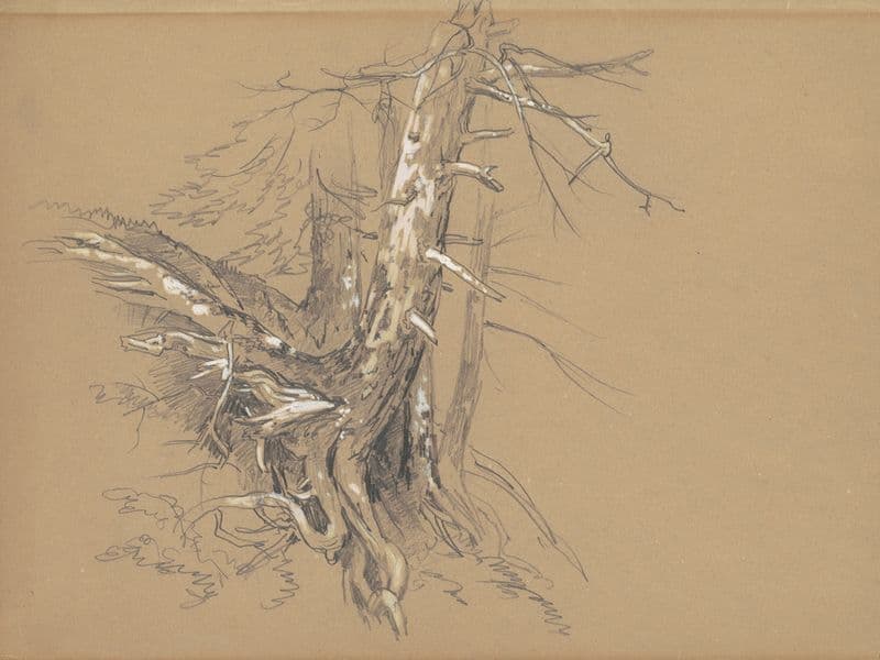 Tree Trunks (c. 1860s) as a canvas print