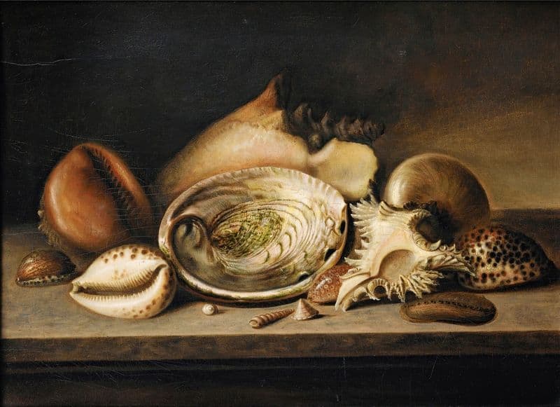 Tropical Sea Shells On A Stone Ledge, Including A Conch, A Giant Murex, Cowries And An Abalone as a canvas print