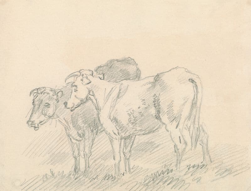 Two Cows as a canvas print