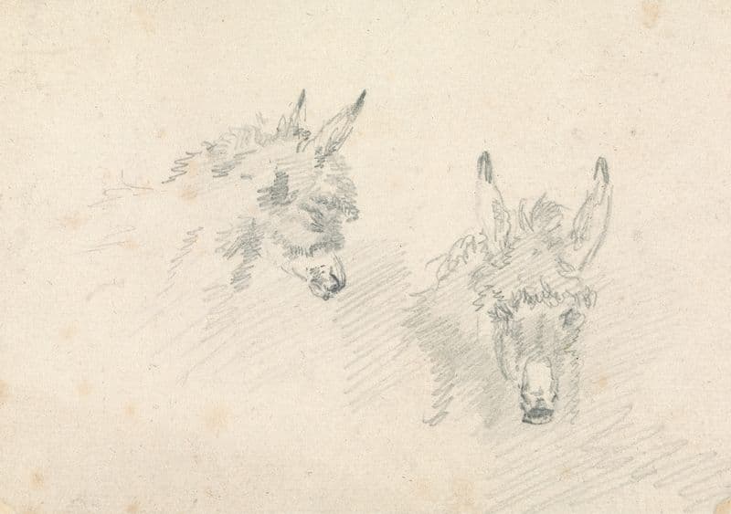 Two Heads of Donkeys as a canvas print
