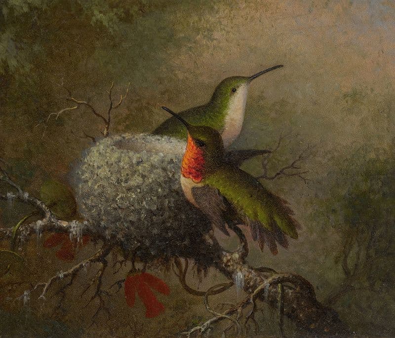 Two Ruby Throats By Their Nest (1862-63) as a canvas print