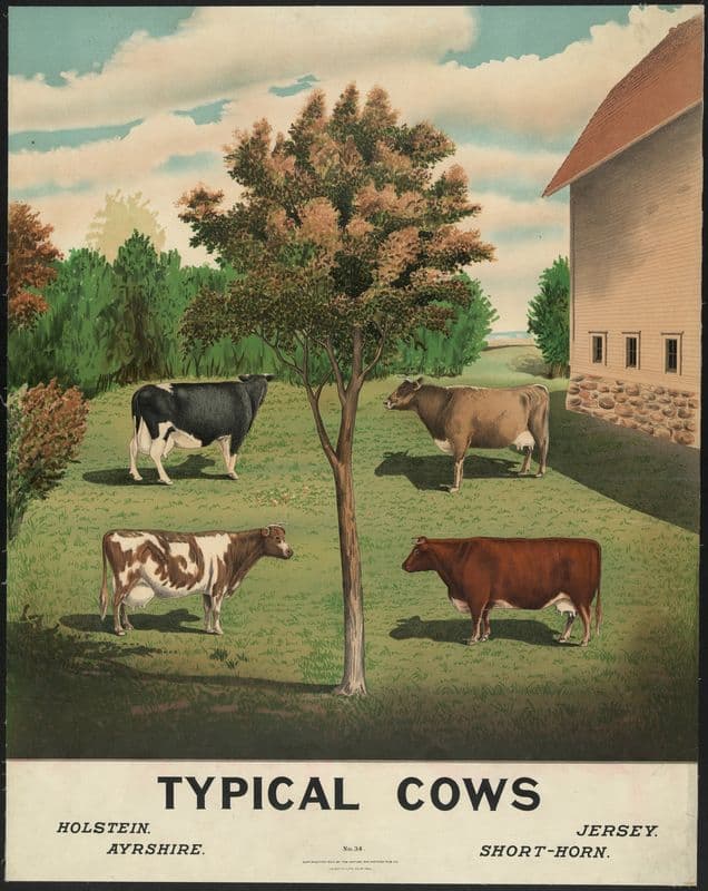 Typical cows as a canvas print