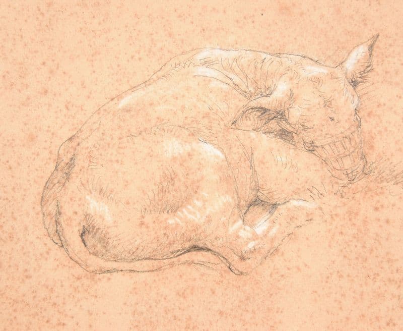 Veau couché as a canvas print