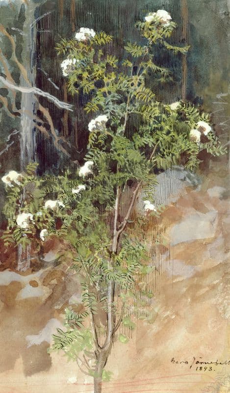 White rowan as a canvas print