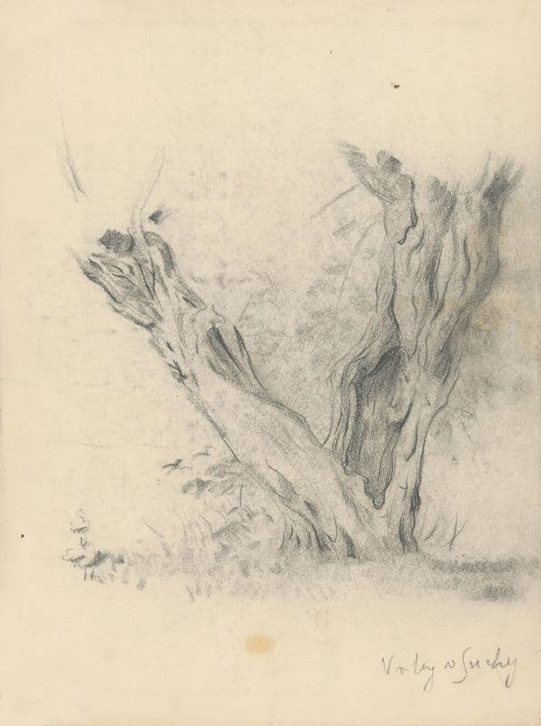 Willow Trees in Suchá as a canvas print