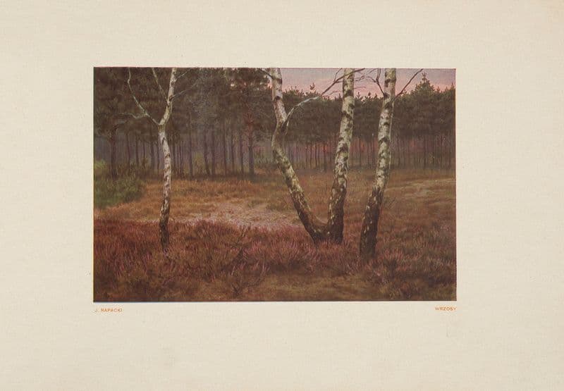 Wrzosy as a canvas print