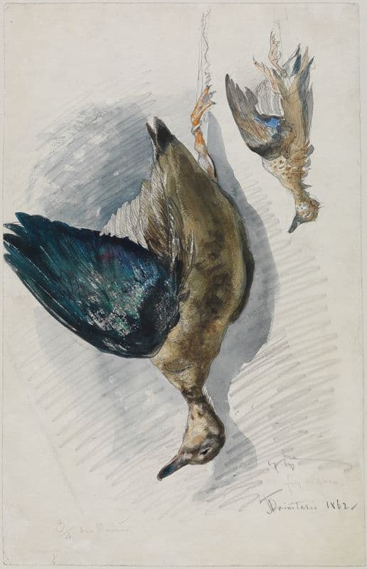 Zwei Studien eines Vogels as a canvas print