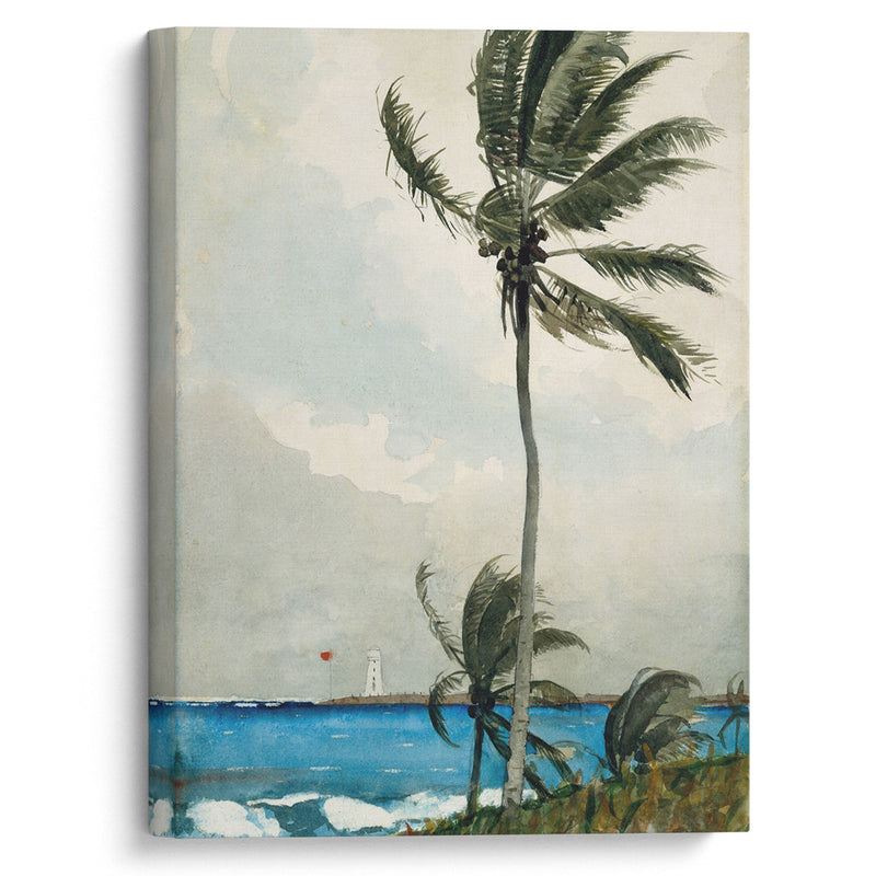 Palm Tree, Nassau (1898) - Winslow Homer - Canvas Print