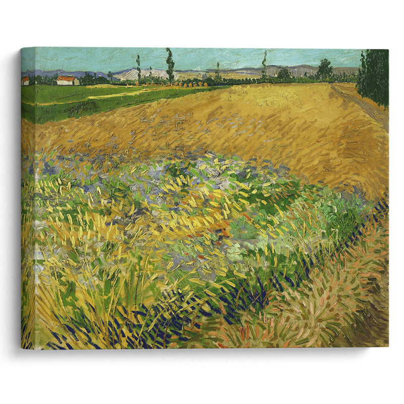 Wheatfield (1888) - Vincent van Gogh - Canvas Print